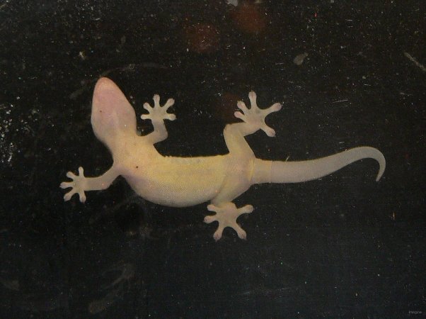 18- Un gecko sur la vitre 